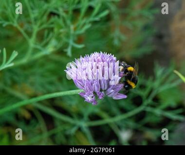 Bumble abeille collectant le pollen d'une fleur de chive Banque D'Images