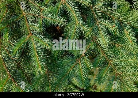 Arrière-plan des branches de pin gros plan Banque D'Images