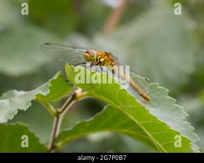 Une femelle Ruddy Darter Dragonfly (Sympetrum sanguineum) reposant sur une feuille. Banque D'Images