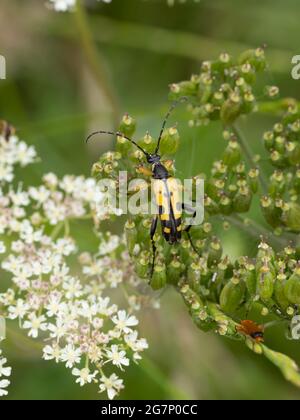Rutpela maculata, le Longhorn tacheté sur des fleurs blanches. Banque D'Images