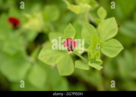 Les fleurs rouges profondes et la gousse de graines du pois asperges Banque D'Images