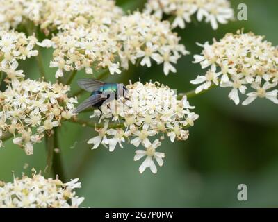 Une mouche verte commune (Lucilia sericata), reposant sur des fleurs blanches. Banque D'Images