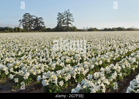 Champ de floraison de Lilies de Pâques 'Lilium longiflorum', rangées de Lillies en croissance. Banque D'Images