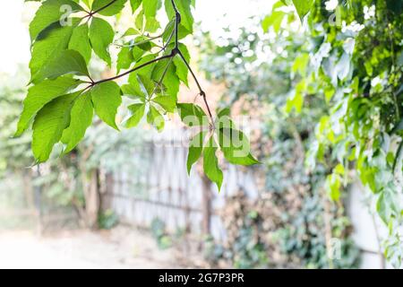 Feuilles vertes sur la branche de Parthénocissus et cour rustique en arrière-plan le jour d'été (concentrez-vous sur les feuilles sur le fond) Banque D'Images