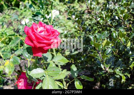 fleurs de rose mouillées près du bush de houx dans le jardin à la maison de près après la pluie le jour d'été ensoleillé (concentrez-vous sur la fleur au premier plan) Banque D'Images