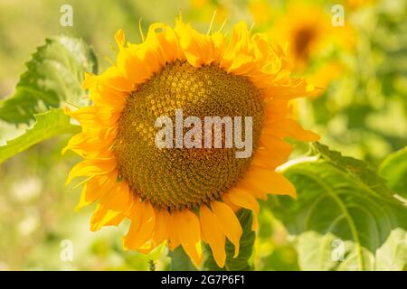 Grand tournesol mûr à fleurs. Gros plan d'une fleur ensoleillée avec des graines. Banque D'Images