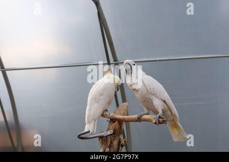 Deux perroquets blancs photographiés à la ferme de Kangaroo Creek, à Lake Country, en Colombie-Britannique, au Canada Banque D'Images