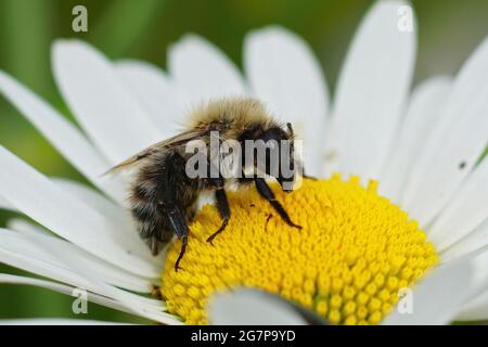 Abeille carde commune sur une Marguerite d'œilleton Banque D'Images