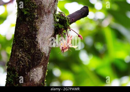 Cacao (Theobroma cacao) avec de jeunes fèves de cacao et des fleurs de cacao au Costa Rica Banque D'Images