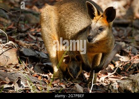 Brisbane, Australie. 4 juin 2021. Swamp Wallaby (Wallabia bicolor) femelle avec joey dans la poche vue à la réserve de la rue Raven à McDowall. Crédit : Joshua Prieto/SOPA Images/ZUMA Wire/Alay Live News Banque D'Images