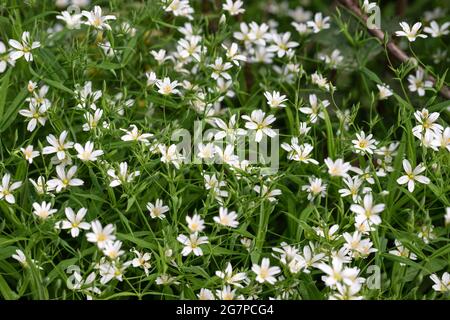 Fleurs blanches Stellaria holostea. Fleurs de mauvaises herbes, de forêt de mordre ou de prairie sur un fond vert naturel. Macro de gros plan Banque D'Images