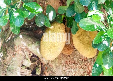 Jackfruits sur un arbre dans le jardin botanique de Rio de Janeiro, Brésil Banque D'Images