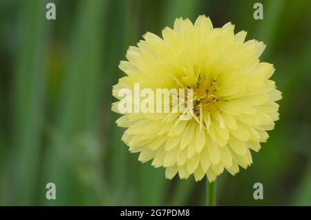 Dandelion faux, Pyrrhopappus sp.