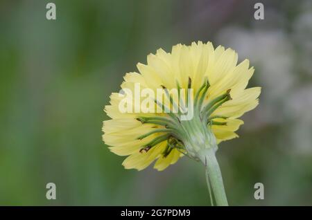 Dandelion faux, Pyrrhopappus sp.