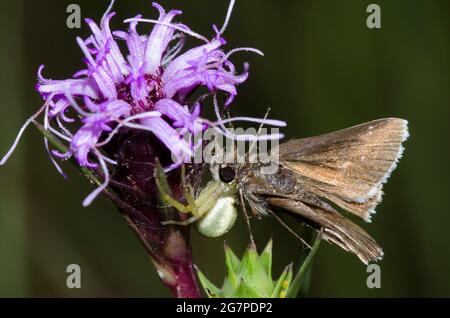 Crabes Spider, Mecaphesa sp., se nourrissant de l'hespérie-routière commune capturé, Amblyscirtes vialis, de l'étoile de blason écailleuse, Liatris squarrosa Banque D'Images