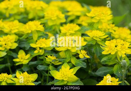 Coussin euphorbia fleurs jaunes dans le jardin de la ferme. Epupse à coussin, euphorbia épithymoide. Fleurs décoratives de jardin. Banque D'Images