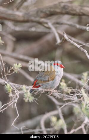 Oiseau de finch brun rouge assis dans un arbre. Banque D'Images