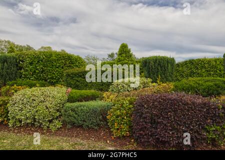 Magnifique aménagement de fond de nature de différentes couleurs de buissons en été Banque D'Images
