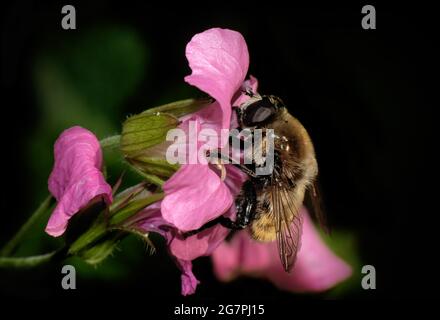 Un aéroglisseur se nourrissant du pollen dans une fleur rose de géranium. Banque D'Images