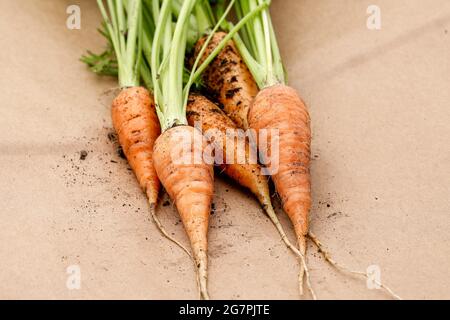 Une photo en gros plan des carottes fraîchement récoltées qui ont encore de la saleté sur elles dans le nord de l'Idaho. Banque D'Images