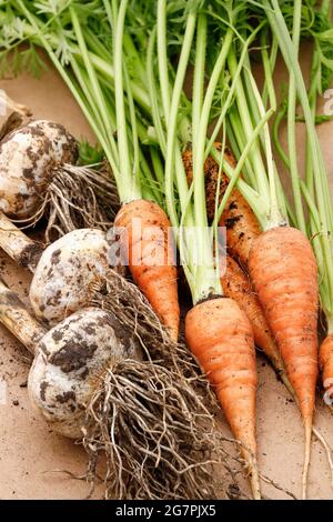 Une photo en gros plan des bulbes d'ail fraîchement récoltés et des carottes dans le nord de l'Idaho. Banque D'Images