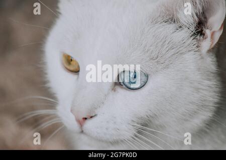 Gros plan d'un chat blanc avec des yeux de différentes couleurs Banque D'Images