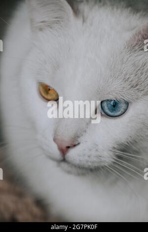 Photo verticale d'un chat blanc avec des yeux de différentes couleurs Banque D'Images