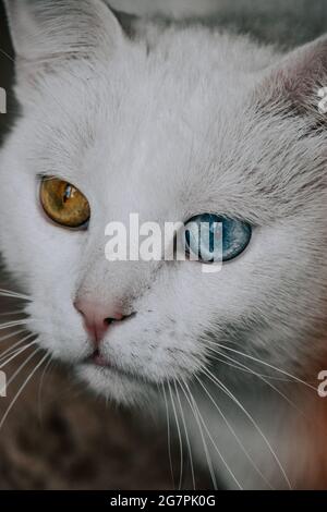 Photo verticale d'un chat blanc avec des yeux de différentes couleurs Banque D'Images