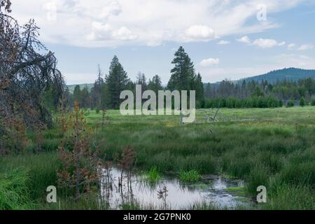 Long Creek coule dans le marais Sycan, dans le comté de Lake, en Oregon. Banque D'Images