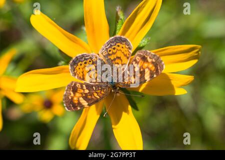 Le croissant de papillon (Phyciodes cocyta) s'écrive sur une fleur. Banque D'Images