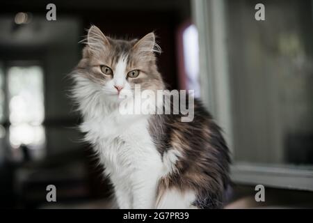 Adorable graycat assis sur le rebord de la fenêtre et attendant quelque chose. Banque D'Images