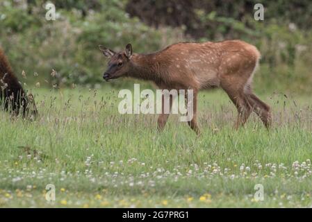 Un veau d'élan roosevelt (Cervus canadensis roevelti) dans une prairie du nord de la Californie. Banque D'Images