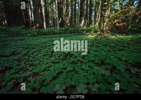 Les plantes Oxalis couvrent le fond de la forêt et constituent une grande partie de la sous-croissance de la forêt de séquoias dans certaines parties du nord de la Californie. Banque D'Images