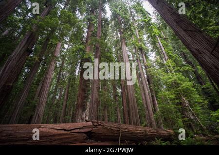 Forêt de séquoias (Sequoia sempervirens) en voie de disparition dans le parc national Jedediah Smith Redwoods, dans le nord de la Californie, aux États-Unis. Banque D'Images