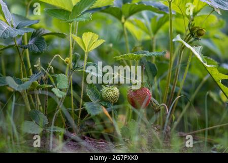 Gros plan de fraises mûres et non mûres qui poussent dans le sol Banque D'Images