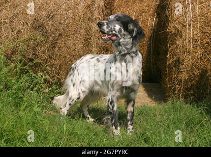 Setter anglais typique sur une pelouse en herbe verte Banque D'Images