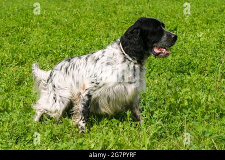 Setter anglais typique sur une pelouse en herbe verte Banque D'Images