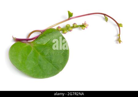 Basella alba est connu sous divers noms communs, y compris les épinards Malabar, les épinards de vigne, et les épinards de Ceylan. Isolé sur fond blanc. Banque D'Images