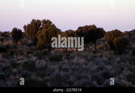 ARBRES DESERT OAKS (ALLOCASUARINA DECAISNEANA) PRÈS DU TERRITOIRE NORD D'ULURU (AYERS ROCK). Banque D'Images