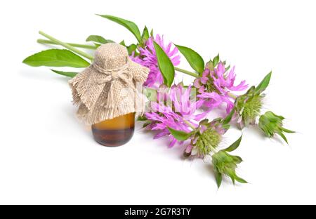 Monarda citriodora. Les noms communs incluent le beebalm de citron, la menthe de citron et le cavalier violet. Isolé sur blanc Banque D'Images