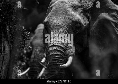 Une matriarche d'un groupe d'éléphants photographiés de l'avant en noir et blanc, vu lors d'un safari au Loldaviga Ranch au Kenya Banque D'Images