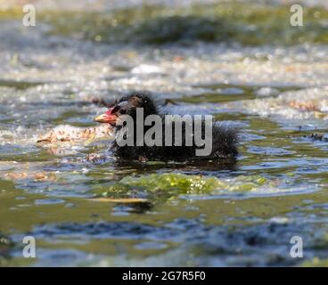 Mise au point sélective d'un petit oiseau noir de Foulque eurasien (Fulica atra) nageant sous la lumière du soleil Banque D'Images