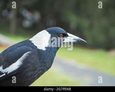 Oiseau. Un portrait en gros plan d'un Magpie australien, Gymnorhina tibicen Banque D'Images