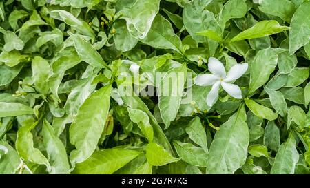 Gros plan de Gerdenia Cope Jasmine avec fond de feuilles vertes Banque D'Images