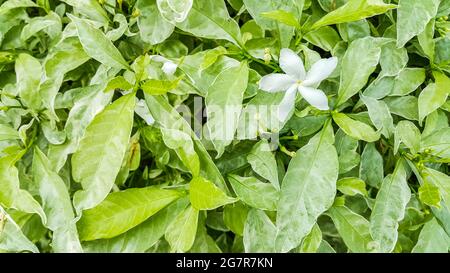 Gros plan de Gerdenia Cope Jasmine avec fond de feuilles vertes Banque D'Images