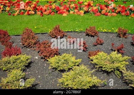 Plantes colorées, herbe verte et fleurs sur parterre à fleurs Banque D'Images