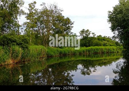 Un tronçon de la rivière Ant sur les Norfolk Broads un matin encore d'été à Stalham, Norfolk, Angleterre, Royaume-Uni. Banque D'Images