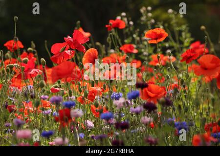 Gros plan de superbes coquelicots et autres fleurs sauvages. Bourgeons et fleurs de printemps. Végétation verte naturelle en arrière-plan. Banque D'Images