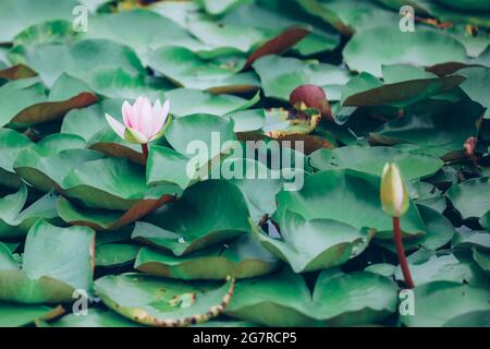 Une fleur de lotus qui fleurit en été. Banque D'Images