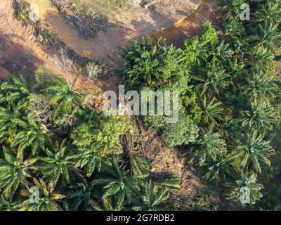 Photo aérienne d'un tracteur défrichant des terres dans une forêt tropicale pour la plantation de palmiers à huile Banque D'Images